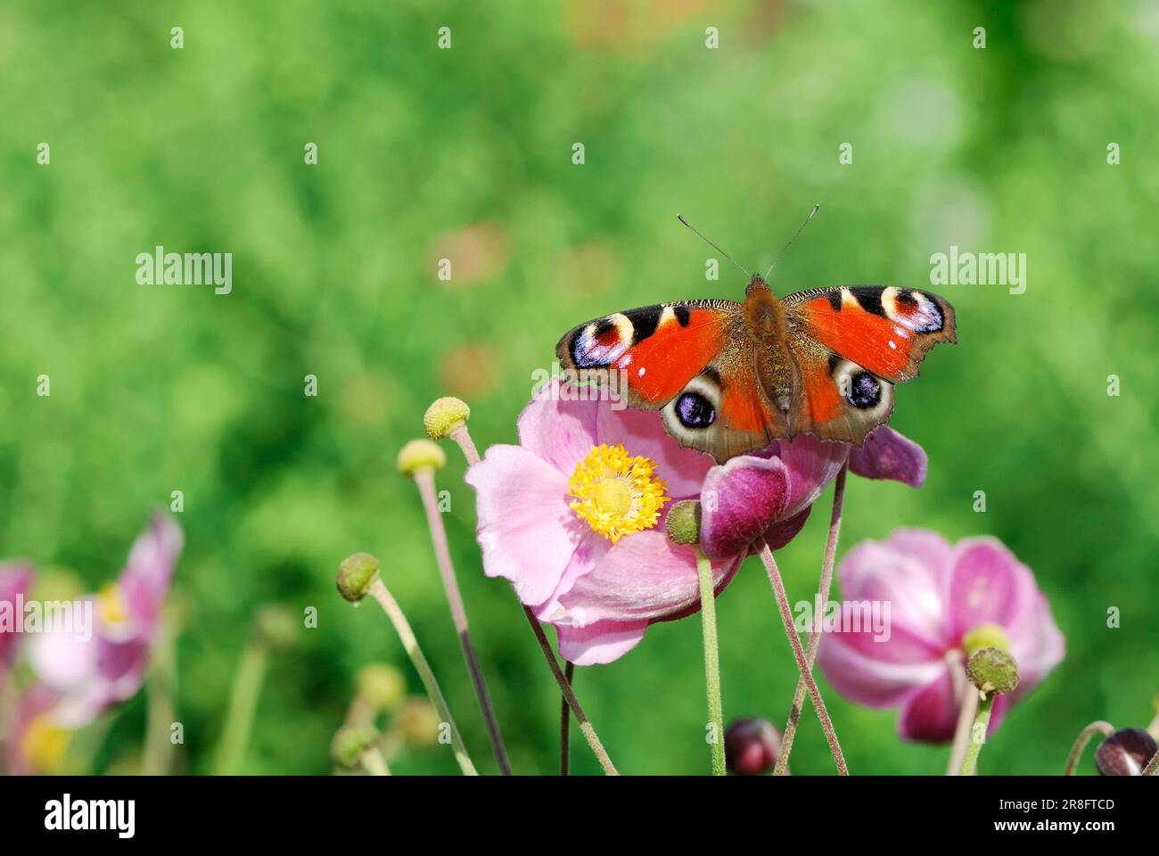 Peacock butterfly sitting on flowers in the garden Stock Photo