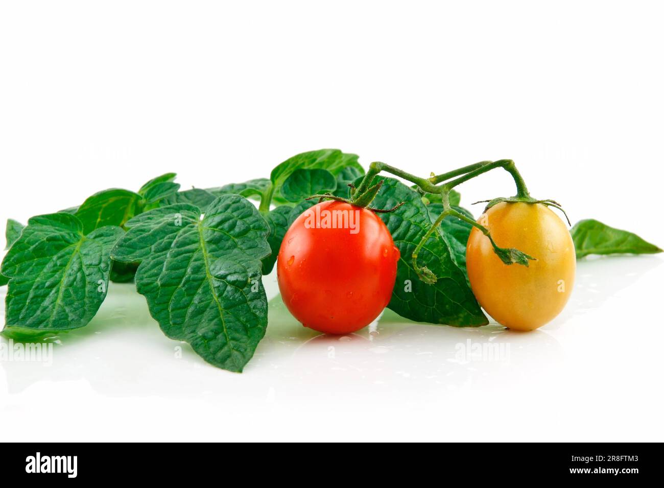 Ripe Wet Red Tomatoes with Leaves Isolated on White Background Stock ...