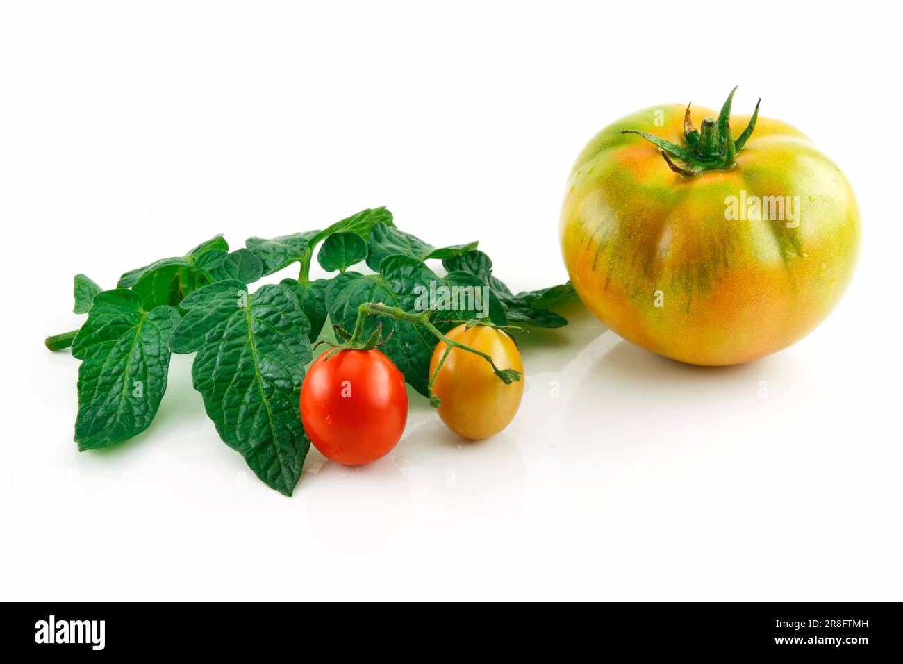 Ripe Wet Red Tomatoes with Leaves Isolated on White Background Stock ...
