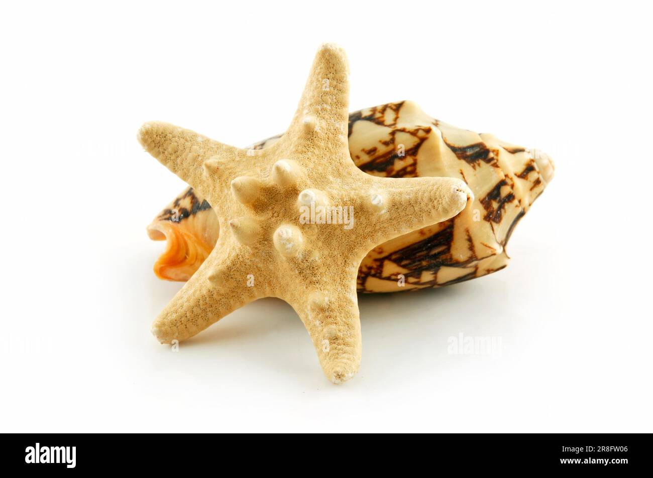 Colored Seashells Scallop and Starfish Isolated on White Background ...