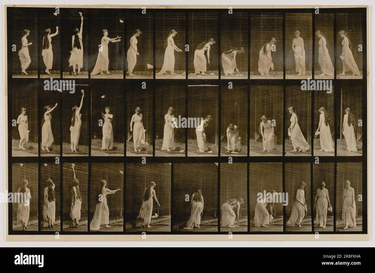 Woman Throwing Handkerchief in Air, Picking It Up, from the book Animal Locomotion ca. 1887 by Eadweard Muybridge, born Kingston-upon-Thames, England 1830-died Kingston-upon-Thames, England 1904 Stock Photo