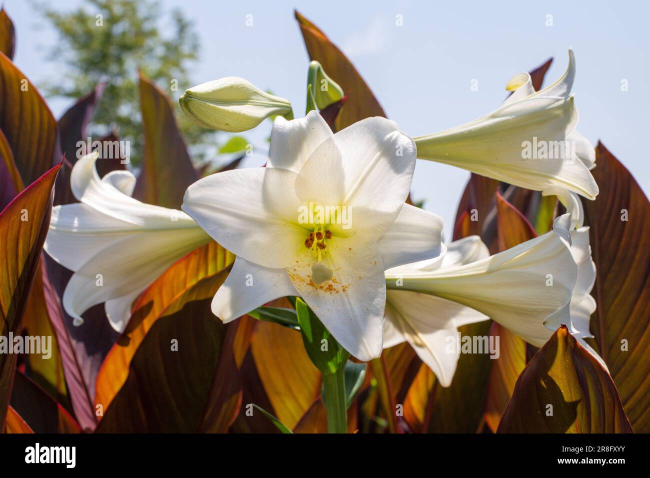 White flower lilies blooming in the garden located in the city and state of Kernersville, North Carolina Stock Photo