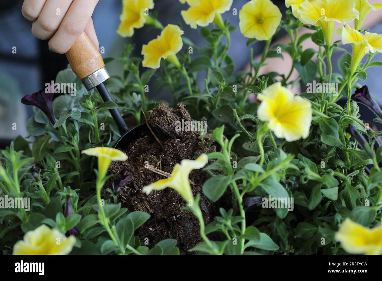 Hand of young woman using trowel to plant a hanging basket or pot of flowers. Flowers include yellow and black petunias with dichondra. Stock Photo