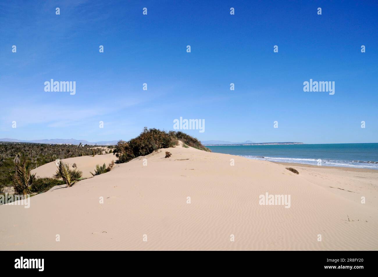 Dunes, Guardamar del Segura, Alicante province, Costa Blanca, Spain Stock Photo