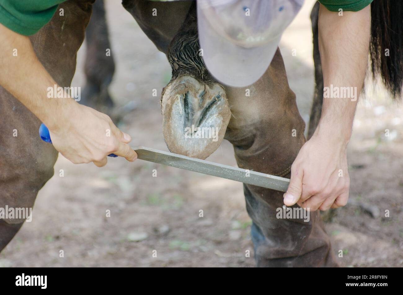 Filing off the horse hoof, rasp, farrier, hoof care, horse care, horse