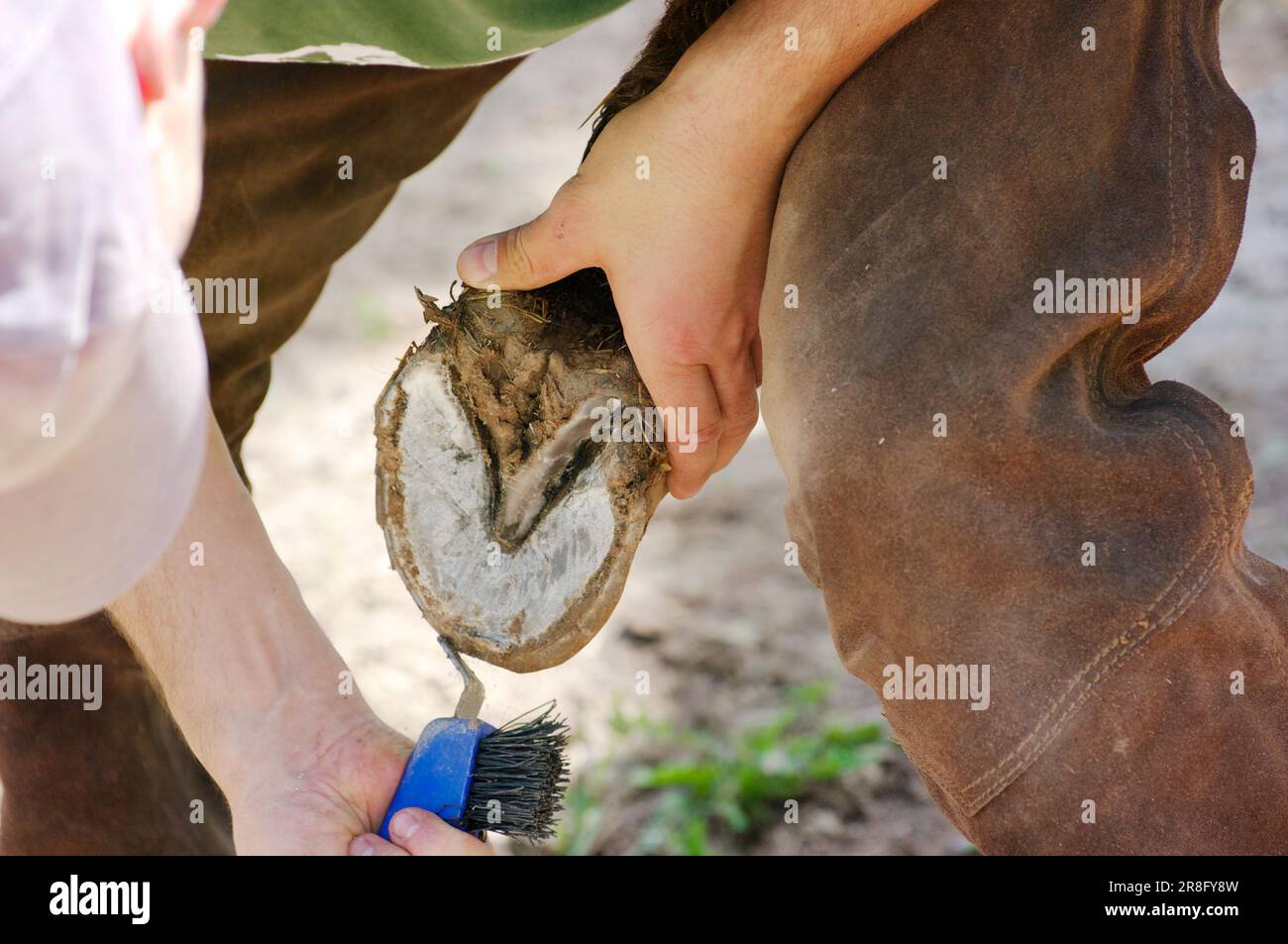 Hoof care for horses, cleaning hooves, hoof care, hoof scraping, horse care, hoof scrapers, hoof