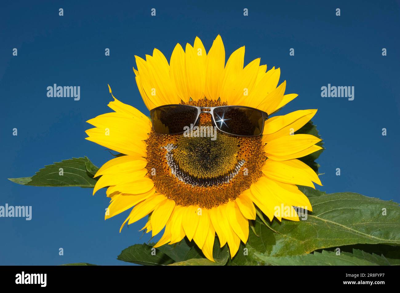 Sunflower (Helianthus anuus) wearing sunglasses, laughing Stock Photo