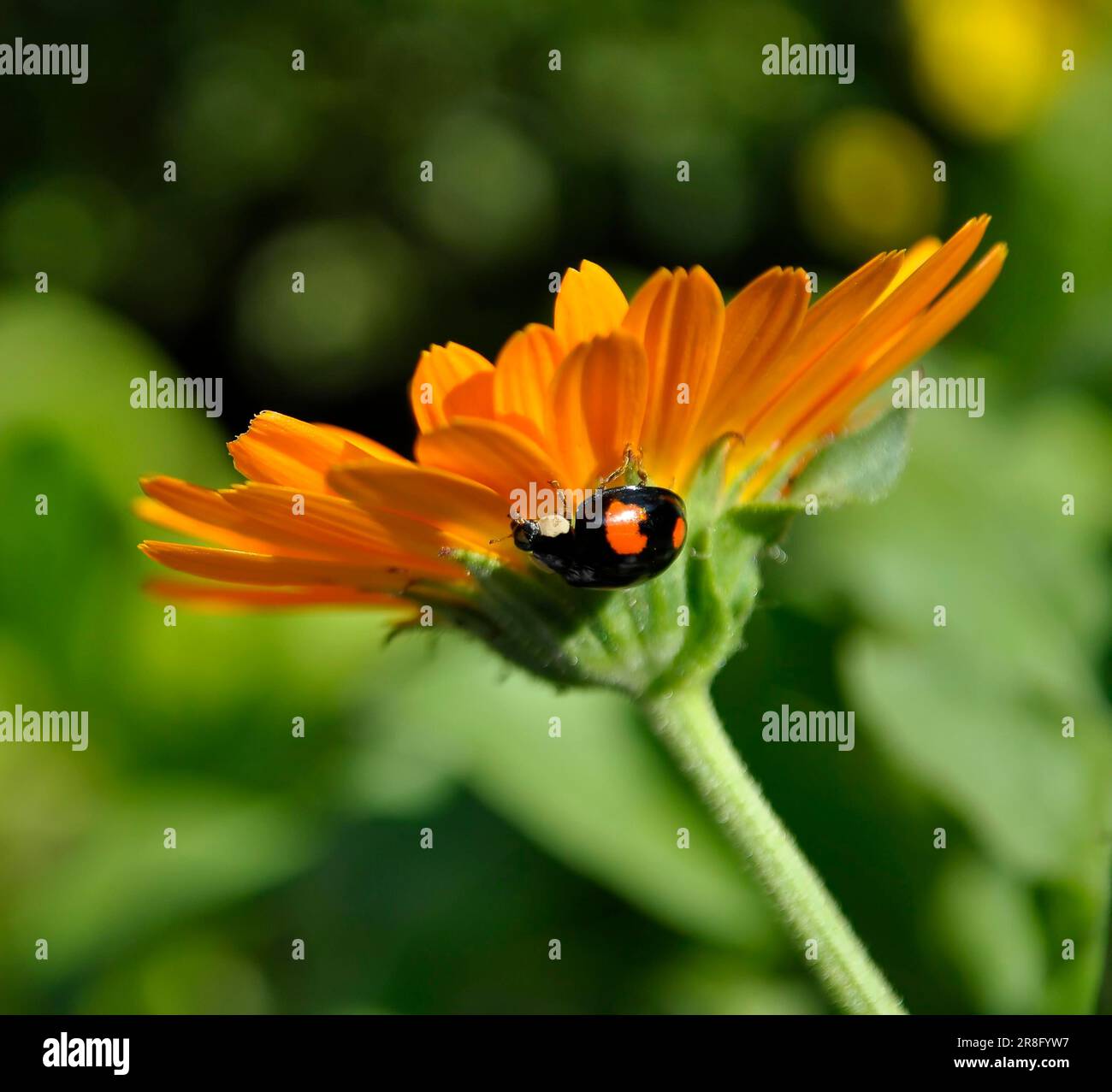 Ladybird on marigold (Calendula officinalis) flower, marigold, asian