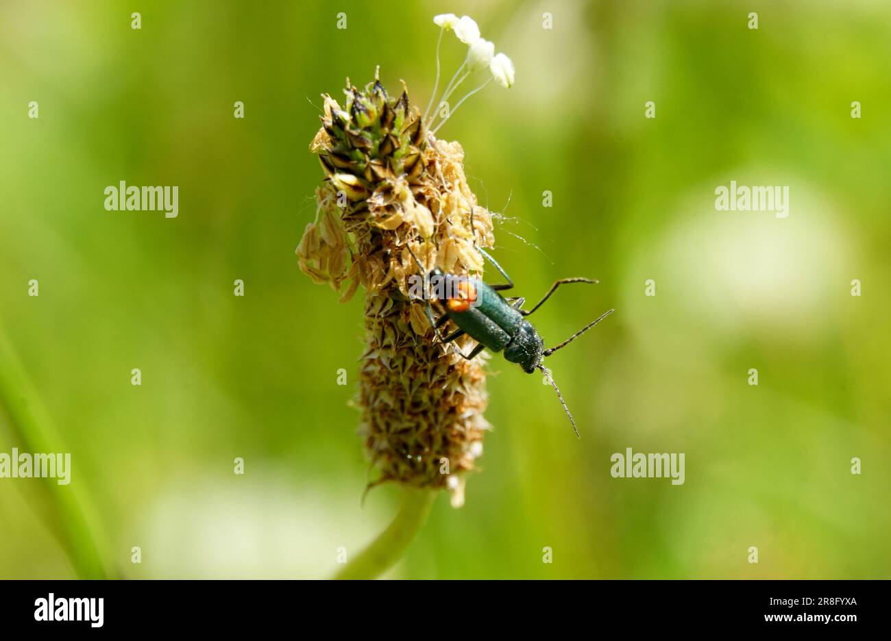 Close up Malachite beetle ,Malachius bipustulatus, family soft-winged flower beetles ,Melyridae, on a plantago . region of Prespa, macedonia Spring, M Stock Photo