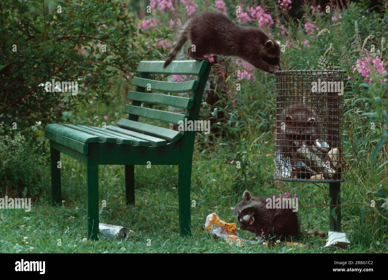 Raccoons (Procyon lotor) raid trash can, raccoon Stock Photo