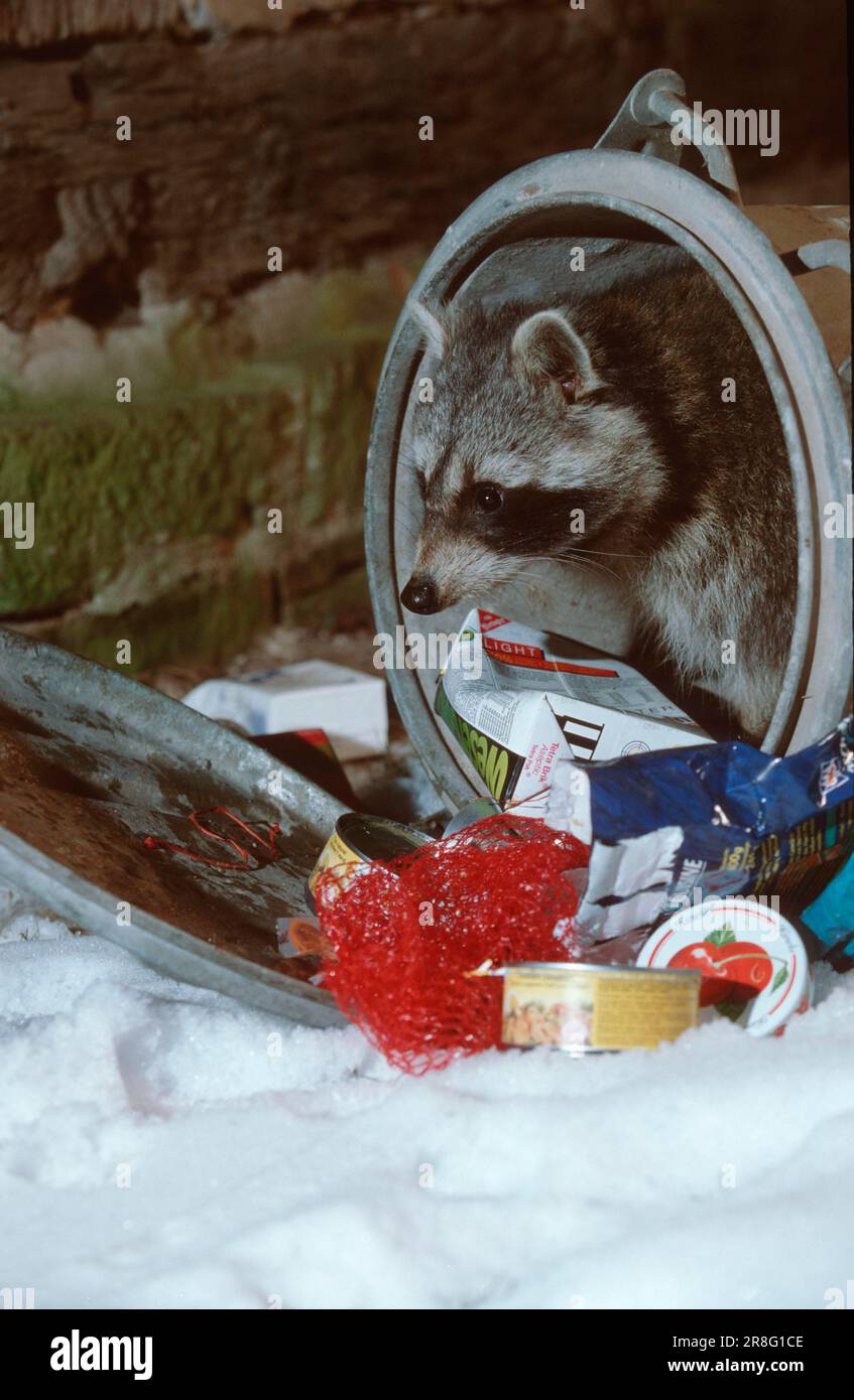 Raccoon (Procyon lotor) raids garbage can, raccoon Stock Photo