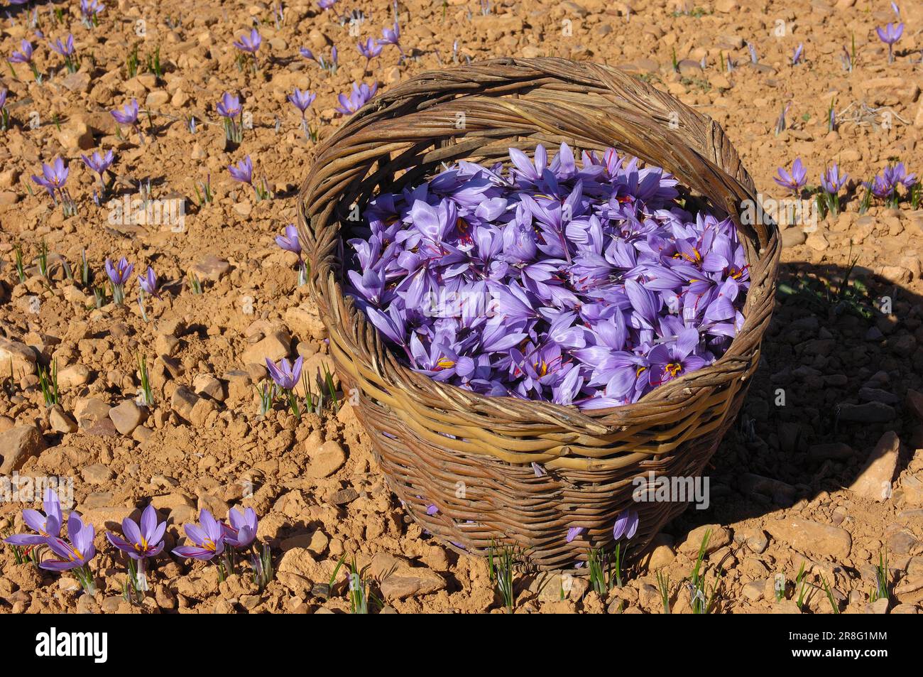 Real saffron, in basket, saffron consuegra, CastileLa Mancha, saffron