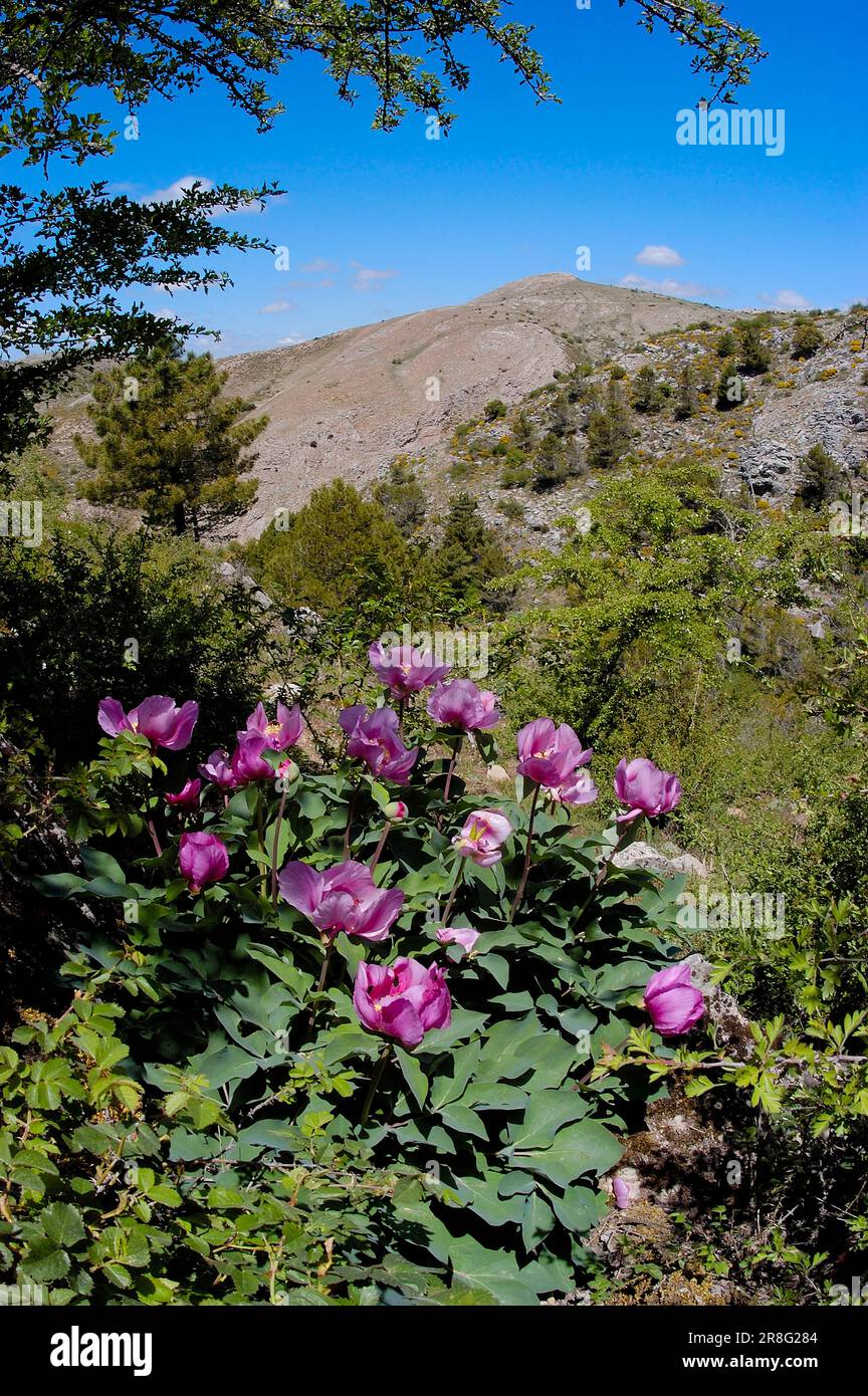 Western Peony, Sierra de las Nieves Natural Park, Ronda, Malaga, Andalusia, Spain (Paeonia broteroi) Stock Photo
