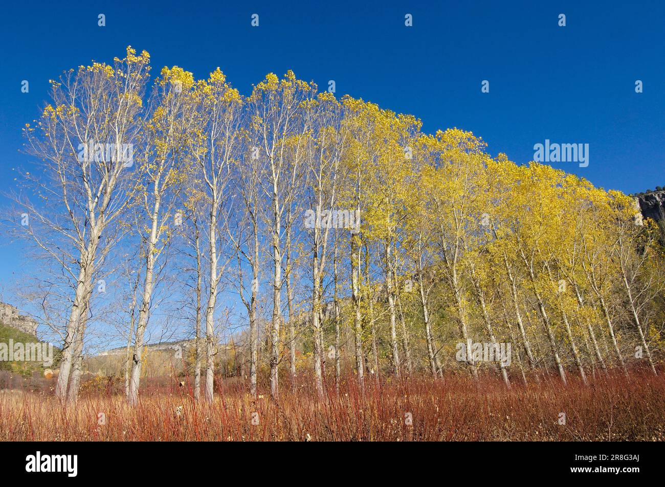 Willows, Castilla-La, Hoz, Beteta Gorge, Cuenca, Castilla-La Mancha, Castilla, Spain Stock Photo