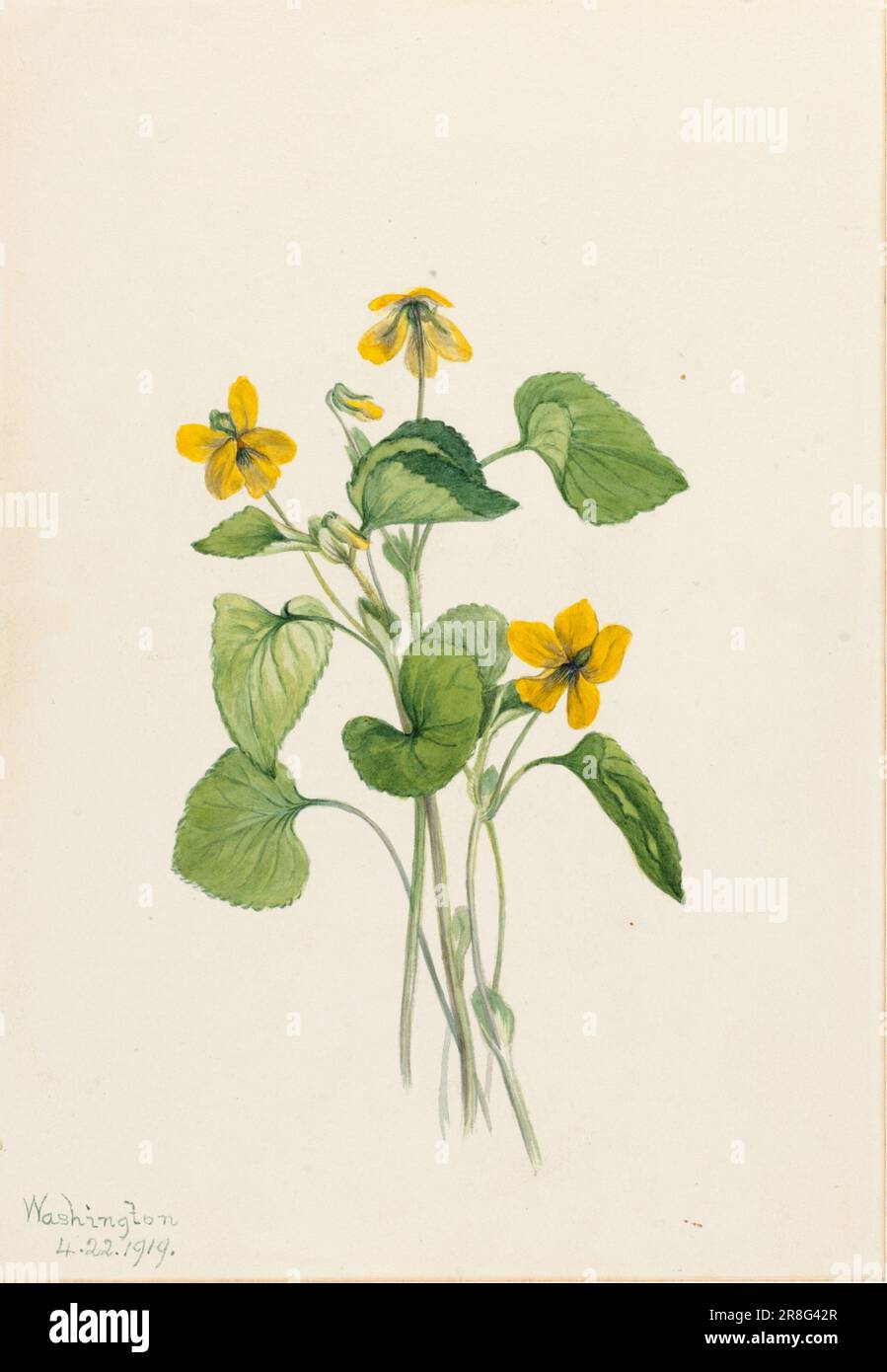 Smooth Yellow Violet (Viola eriocarpa) 1919 by Mary Vaux Walcott, born Philadelphia, PA 1860-died St. Andrews, New Brunswick, Canada 1940 Stock Photo