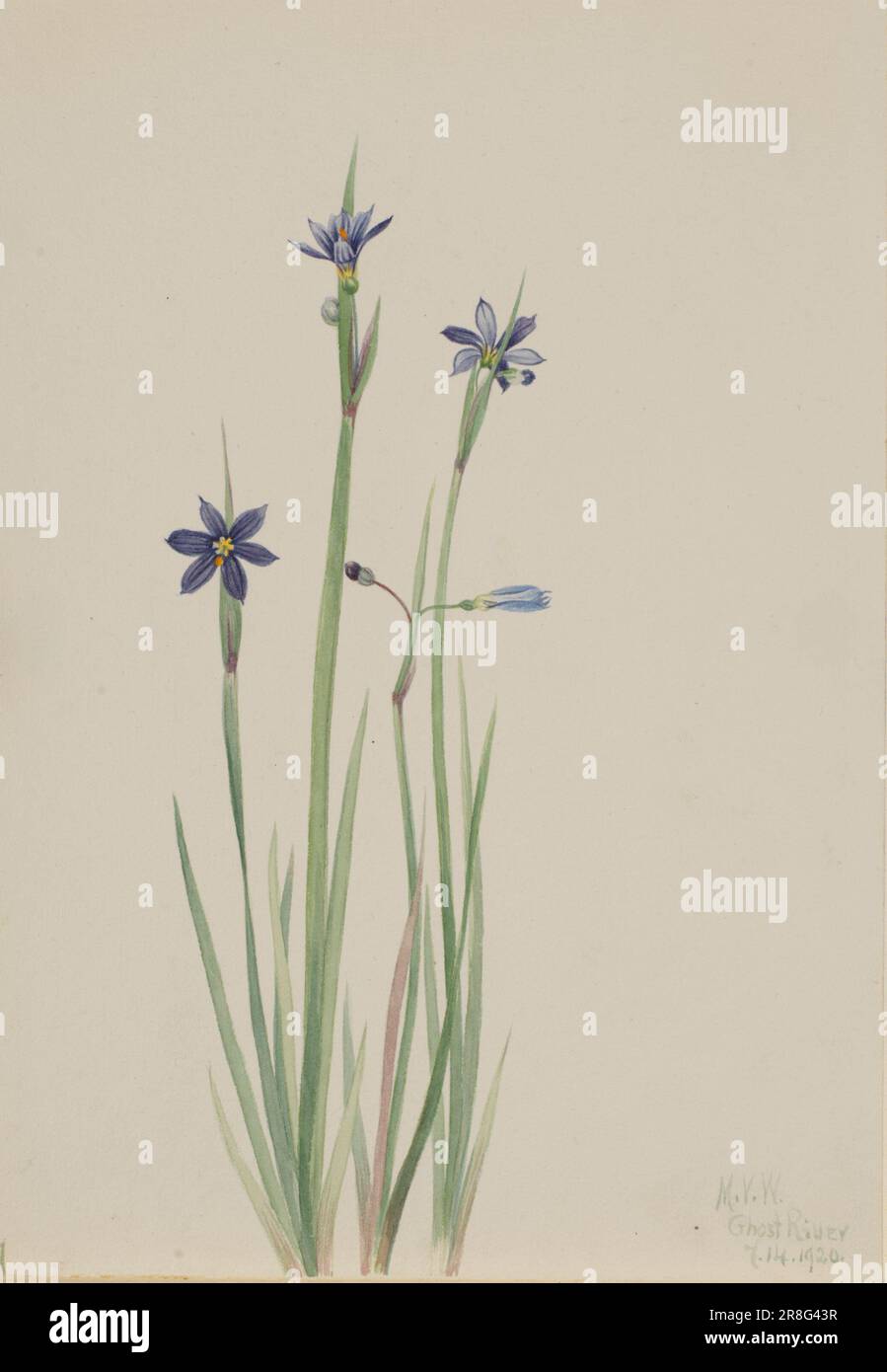 Blue-eyed-grass (Sisyrinchium angustifolium) 1920 by Mary Vaux Walcott, born Philadelphia, PA 1860-died St. Andrews, New Brunswick, Canada 1940 Stock Photo