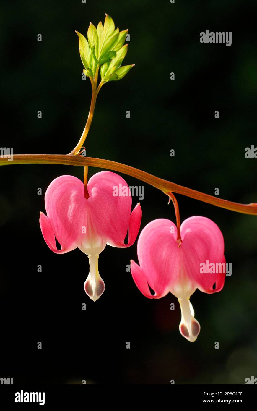 Lamprocapnos (Dicentra spectabilis Stock Photo Alamy