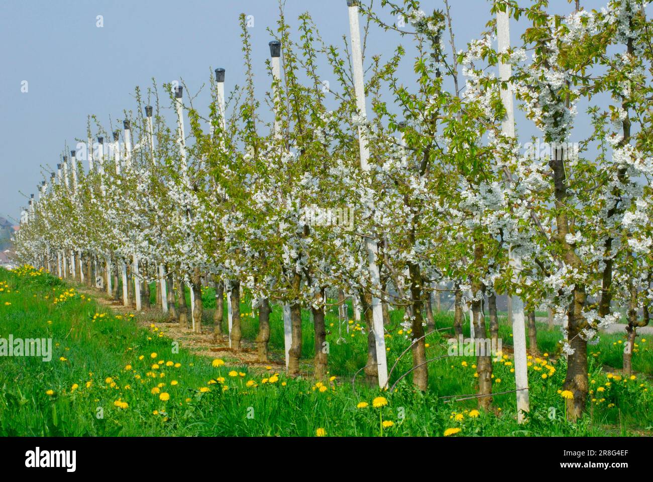 Cherry trees on espalier (Prunus avium), espalier fruit, cherry trees