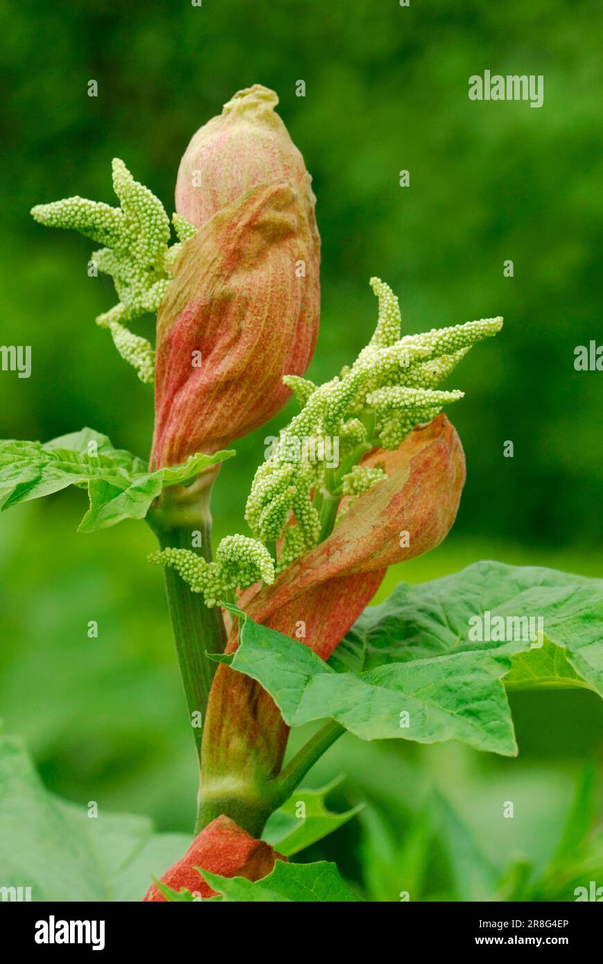 Chinese rhubarb (Rheum officinale), medicinal rhubarb Stock Photo