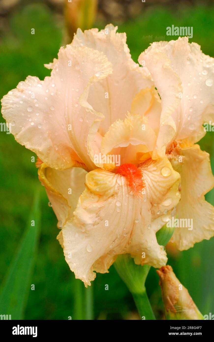 iris germanica party dress Iris germanica 'Party Dress'