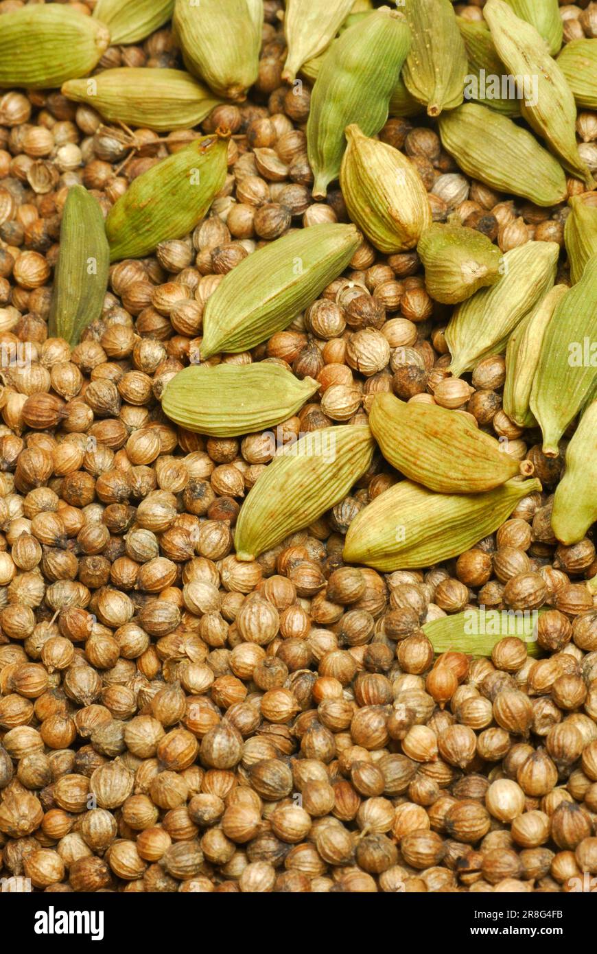 Cardamom sativum hires stock photography and images Alamy