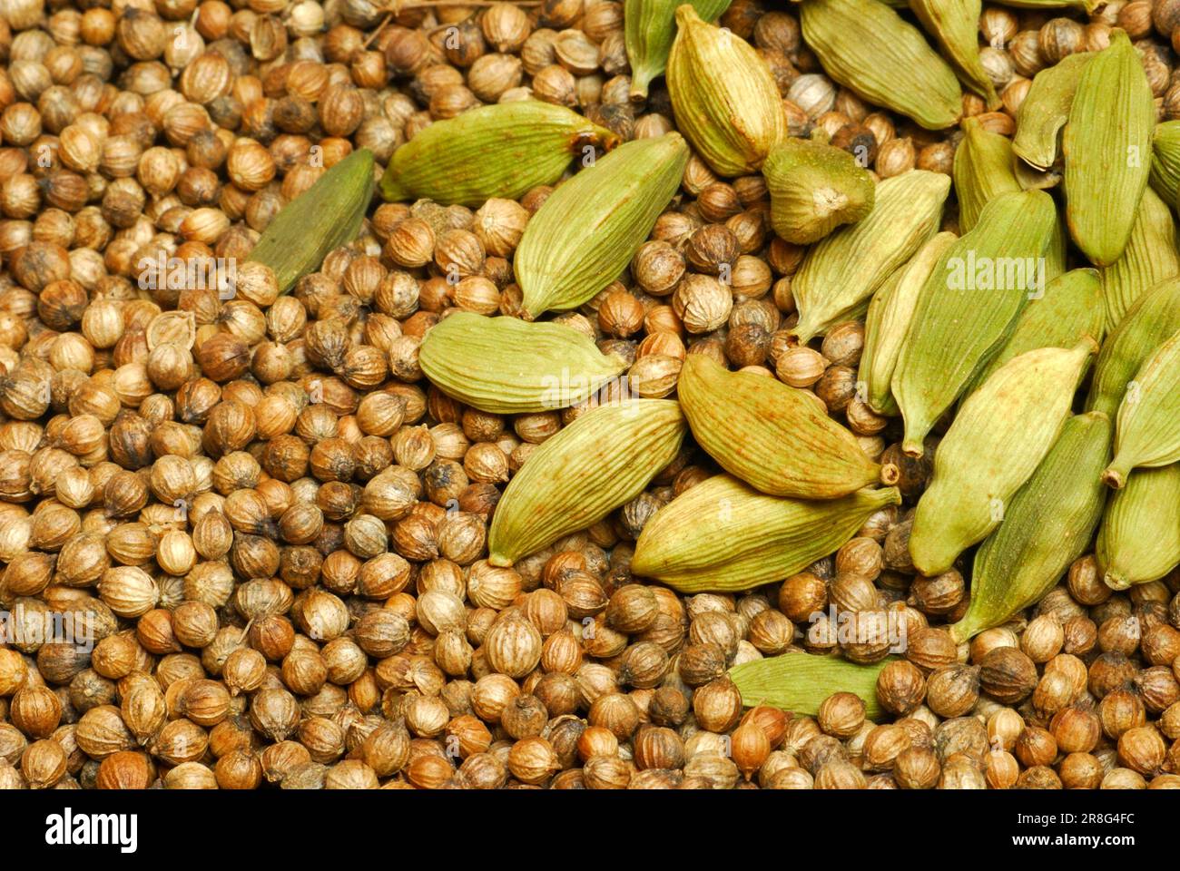 Cardamom sativum hires stock photography and images Alamy