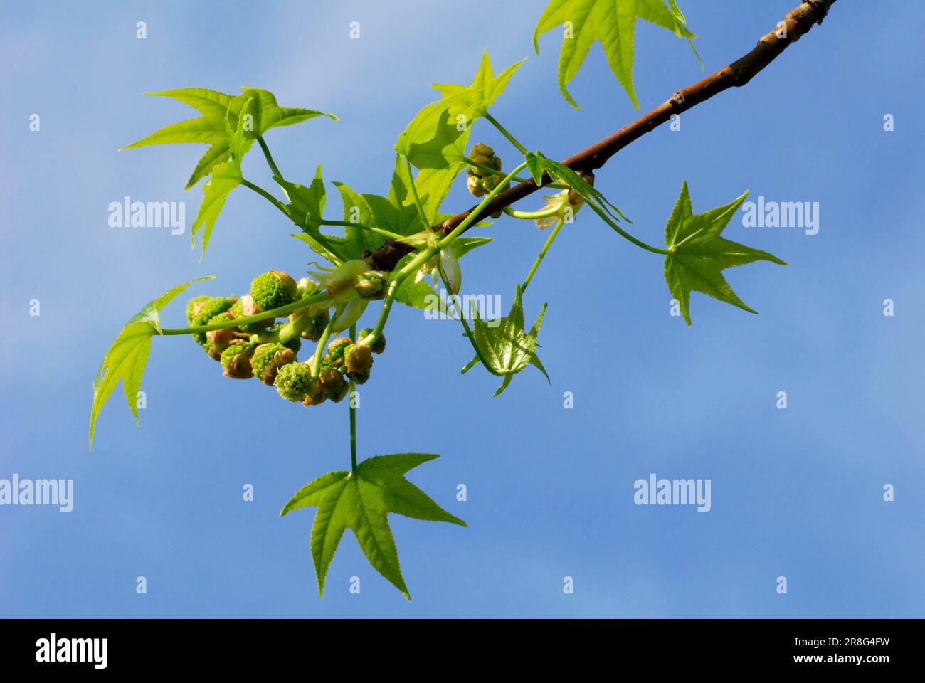 Sweet Gum Tree(Liquidambar styraciflua Stock Photo Alamy