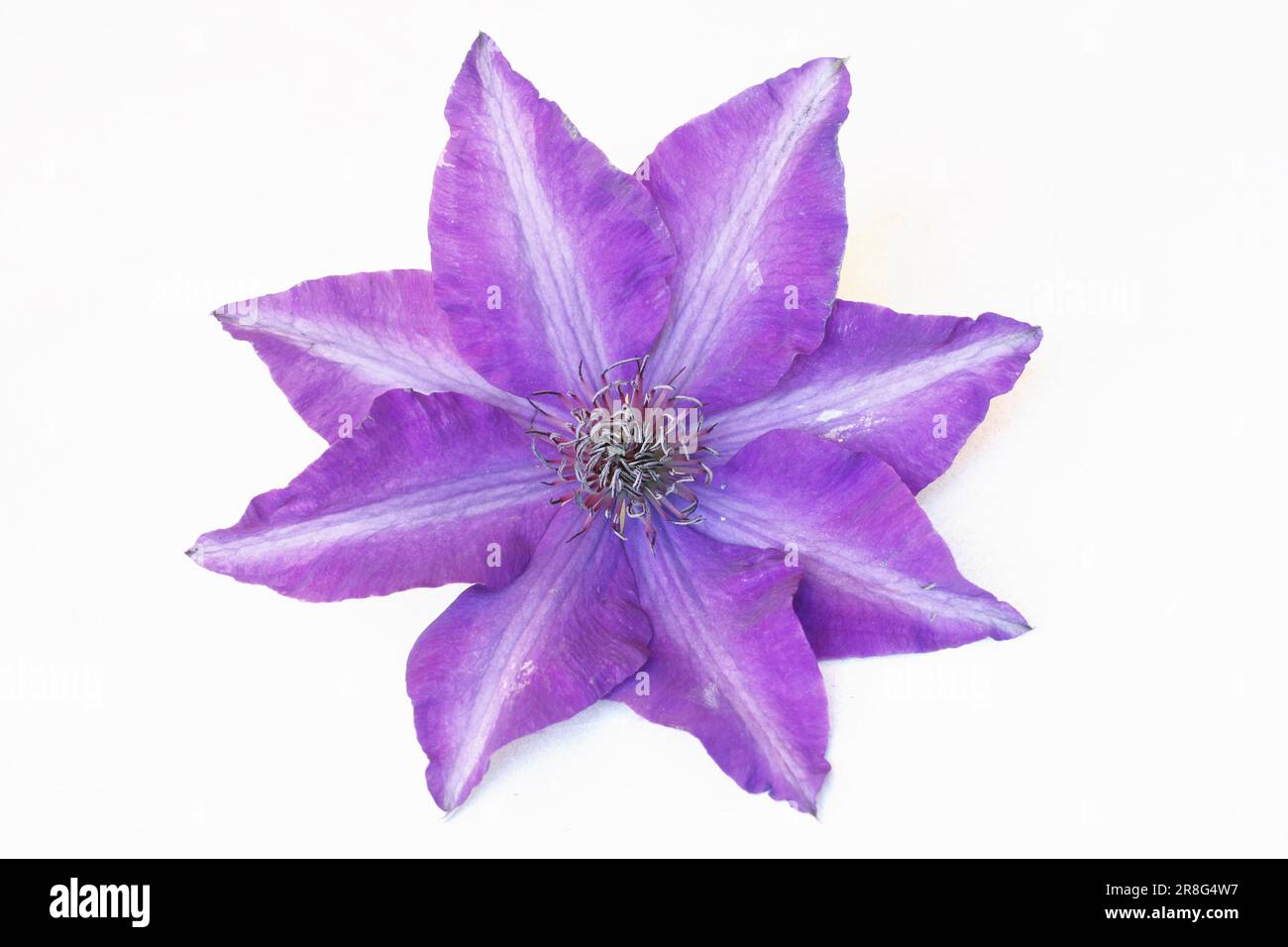 Clematis 'The President' (Clematis hybride) Stock Photo