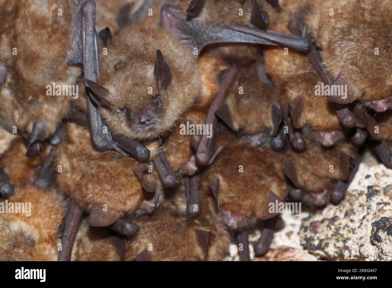 Geoffroy's Bats (Myotis emarginatus) at roost, Baden-Wuerttemberg, Germany Stock Photo