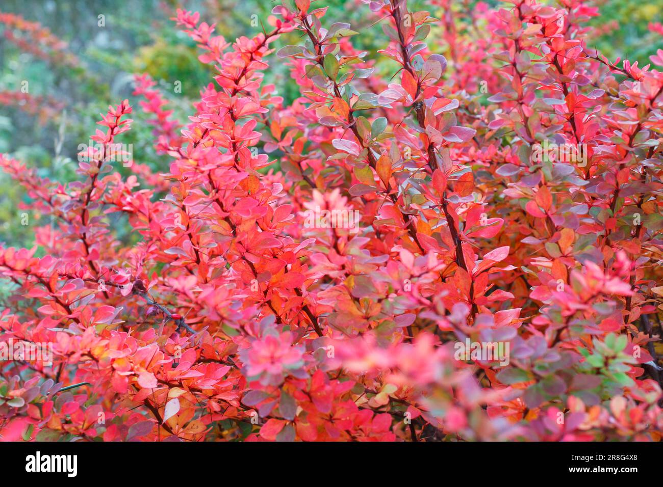 Barberry shrub (Berberis thunbergii Stock Photo - Alamy
