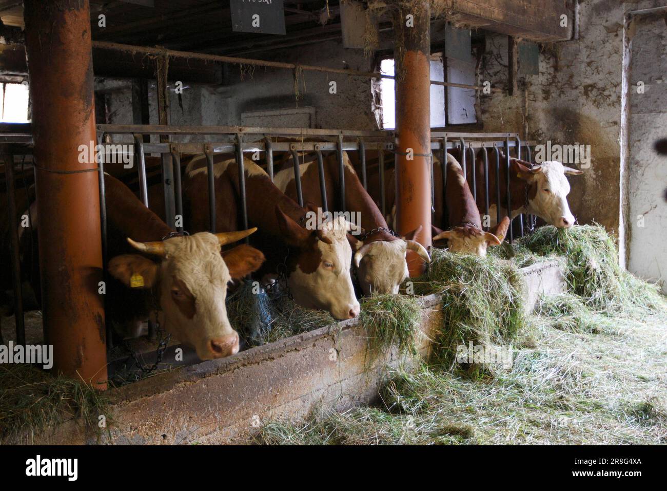 Dairy Cows In The Barn Baden Wuerttemberg Cow Cows Dairy Cow Dairy
