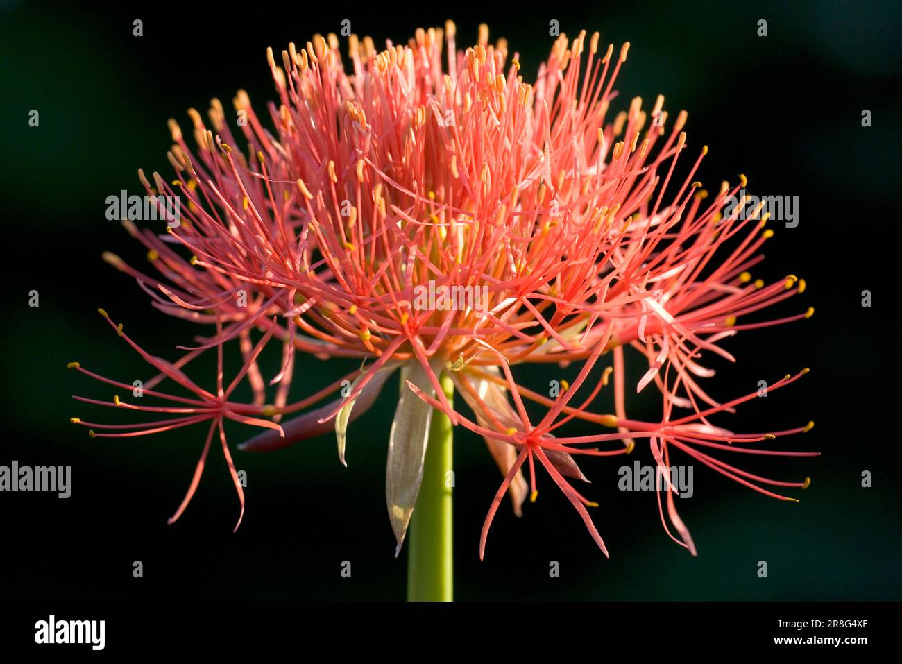 Fireball Lily (Scadoxus multiflorus), South Africa (Haemanthus multiflorus) Stock Photo