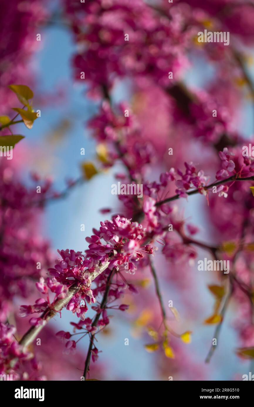 Plant Matter in nature. Stock Photo