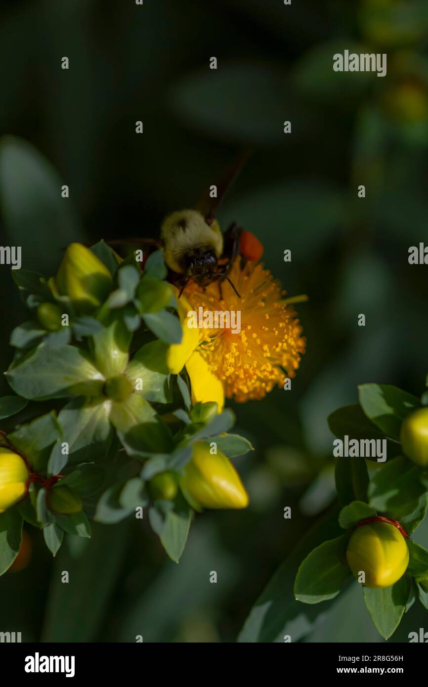 Bees pollinate plant matter in nature Stock Photo Alamy