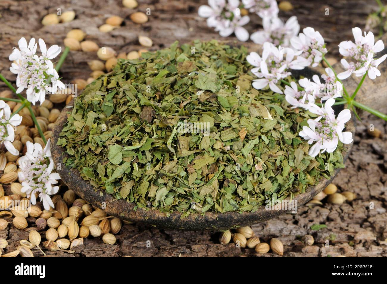 Coriander (Coriandrum sativum), dried leaves Stock Photo Alamy