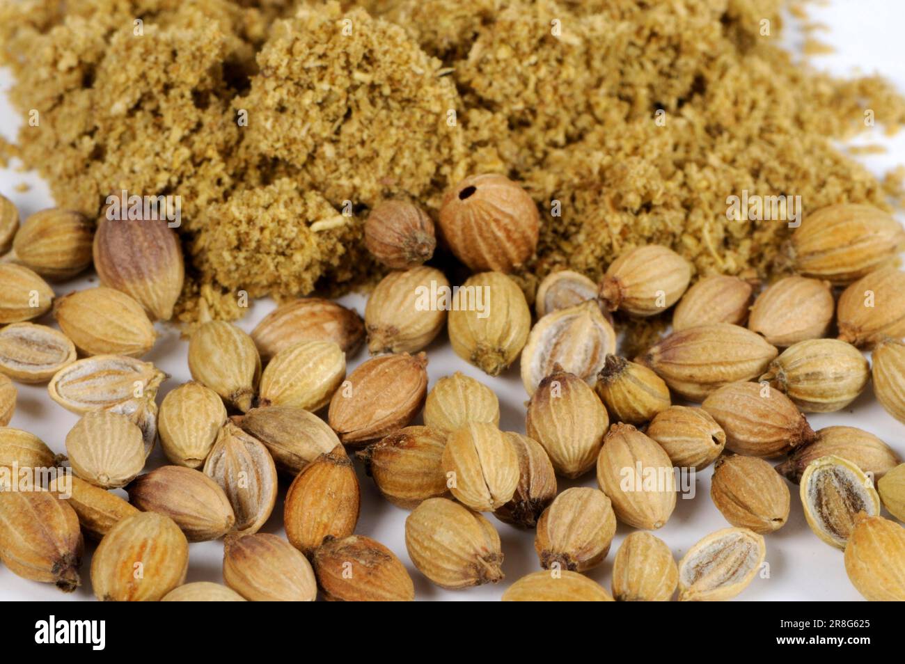 Coriander (Coriandrum sativum), ground seeds, ground coriander seed