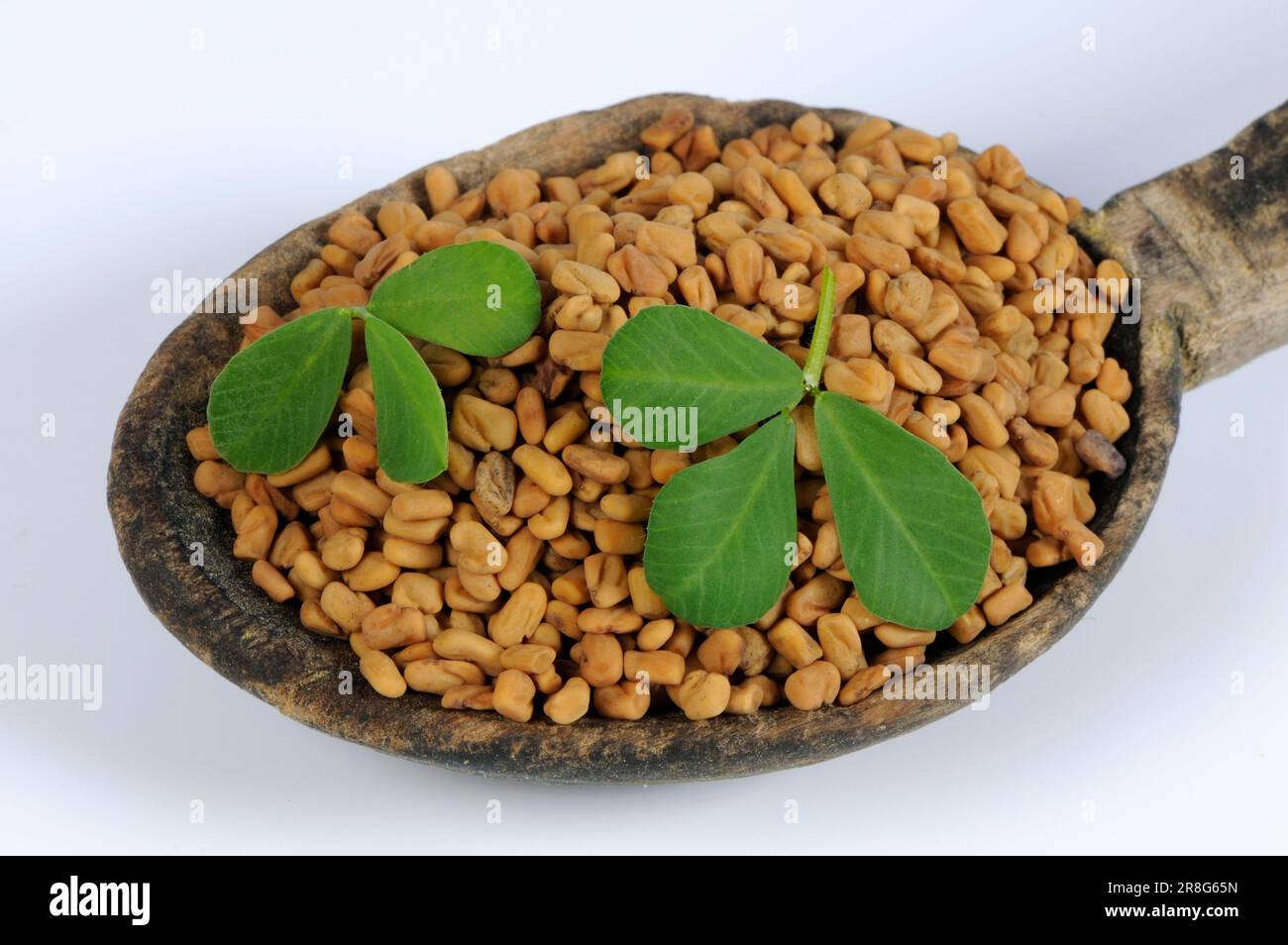 Fenugreek seed, Fenugreek seed, Greek fenugreek (Trigonella foenum-graecum), Greek hay, Fescue clover, Seven-tide clover, Goat's clover Stock Photo