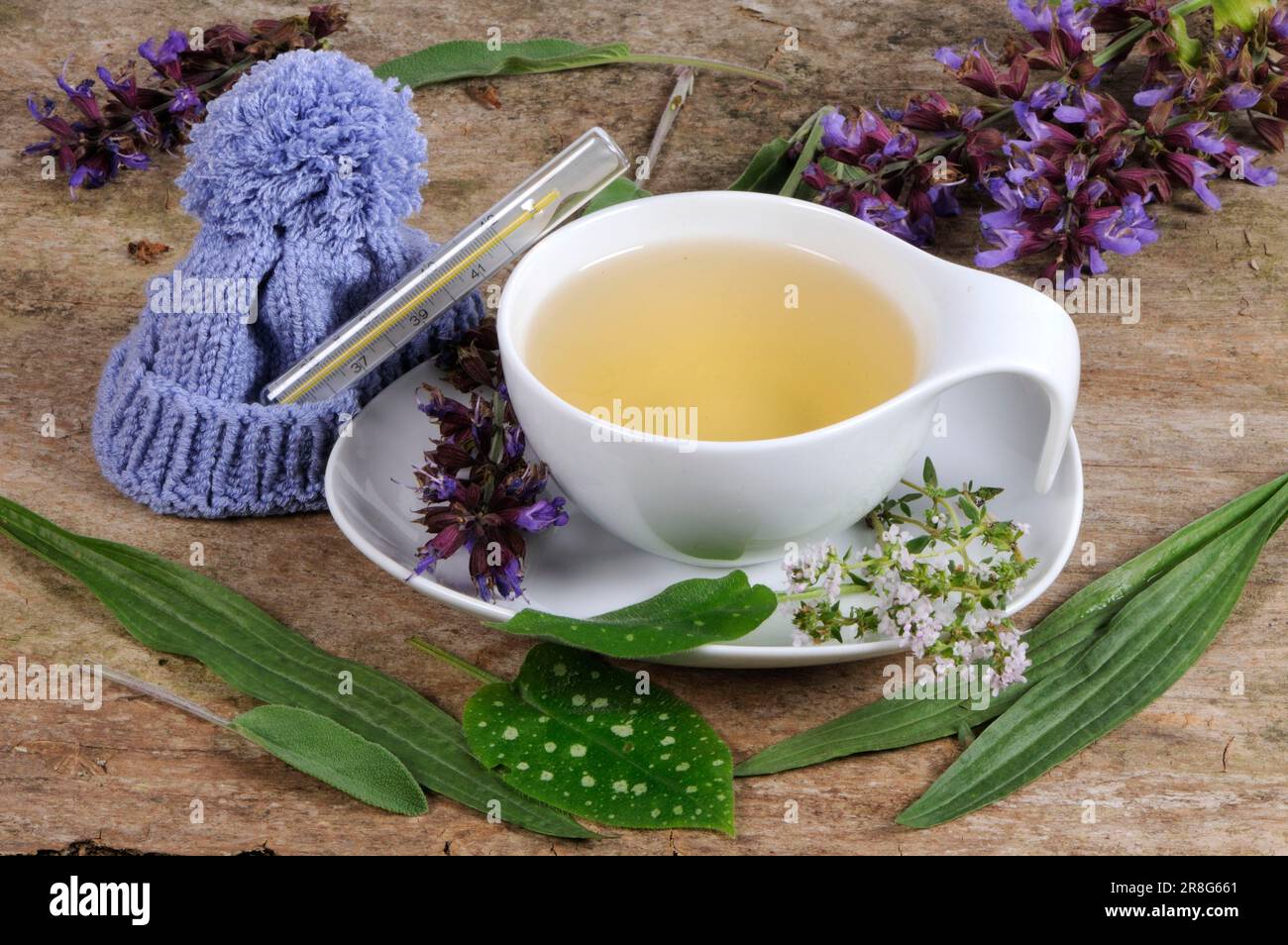 Cup of herbal tea with sage, thyme, ribwort and lungwort, herbal tea