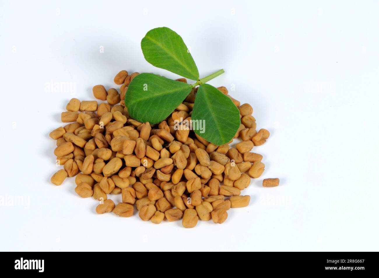 Fenugreek seed, Fenugreek seed, Greek fenugreek (Trigonella foenum-graecum), Greek hay, Fescue clover, Seven-tide clover, Goat's clover Stock Photo