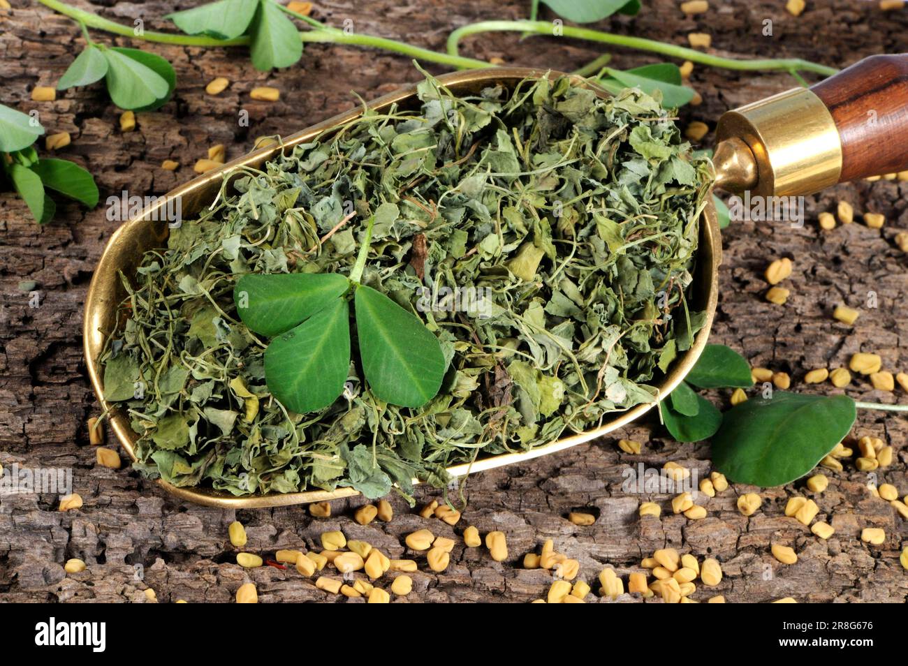 Fenugreek, dried leaves, Greek fenugreek (Trigonella foenumgraecum