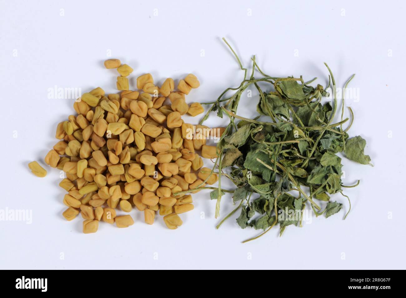 Fenugreek seeds and dried leaves, Fenugreek seeds, Greek fenugreek (Trigonella foenum-graecum), Greek hay, Fescue clover, Siebengezeit, Goat's clover Stock Photo