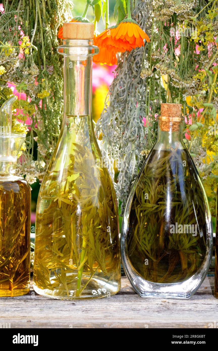 Wormwood wine and absinthe, wormwood wine Stock Photo