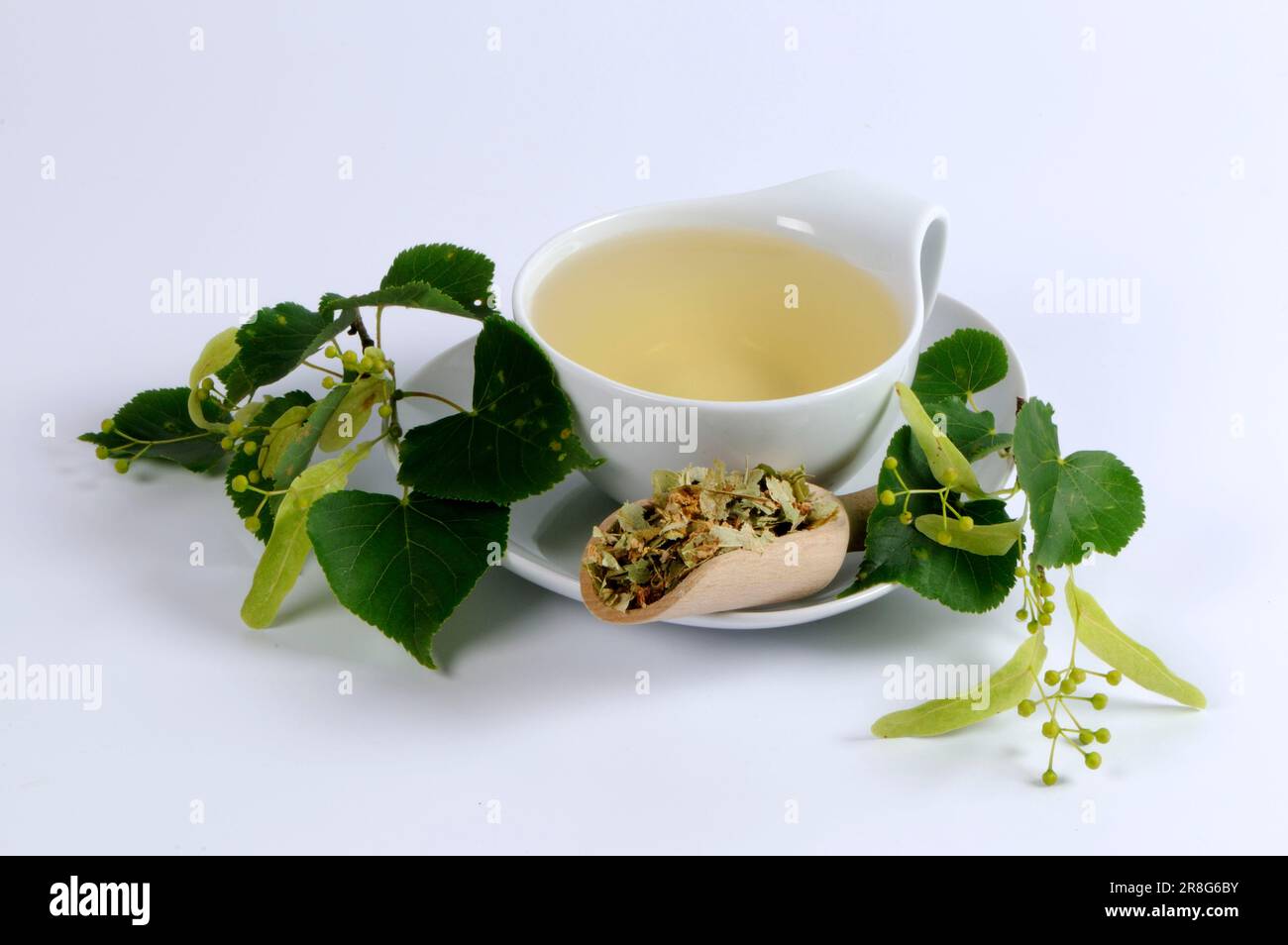 Lime tree cutout hi-res stock photography and images - Alamy