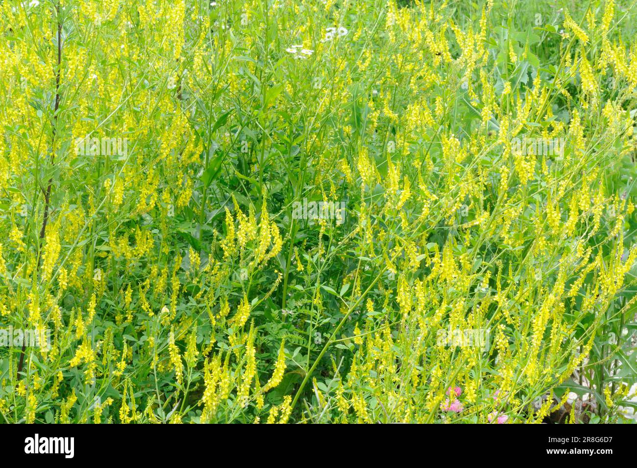 Yellow Sweet Clover (Melilotus officinalis Stock Photo Alamy