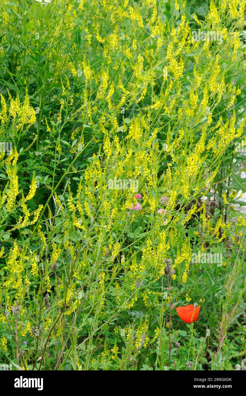Yellow Sweet Clover (Melilotus officinalis) Stock Photo