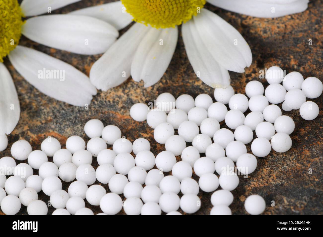 Fragrant mayweed pellets (Matricaria chamomilla) (Matricaria recutita) Stock Photo