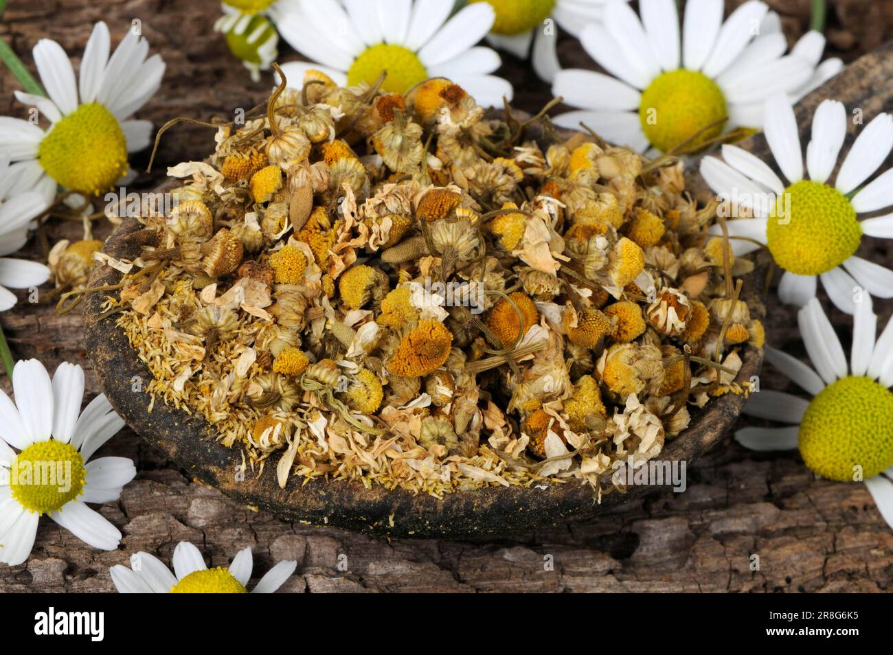 Semi Di Camomilla Matricaria Germisem - Confezione Da 1g Per Giardinaggio Domestico - Foto 9