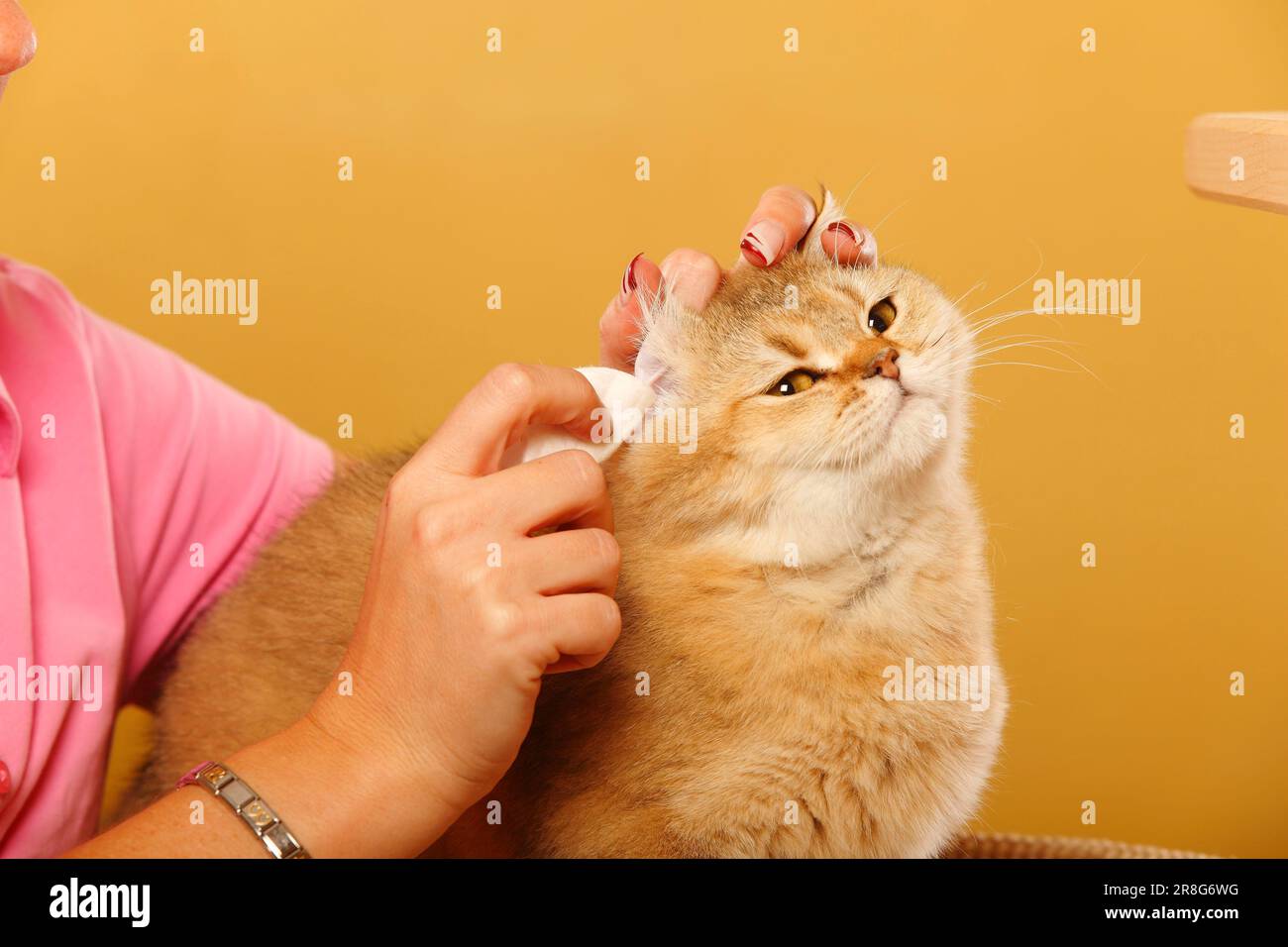 British shorthair cat, cleaning ears, ear is cleaned, cotton wool