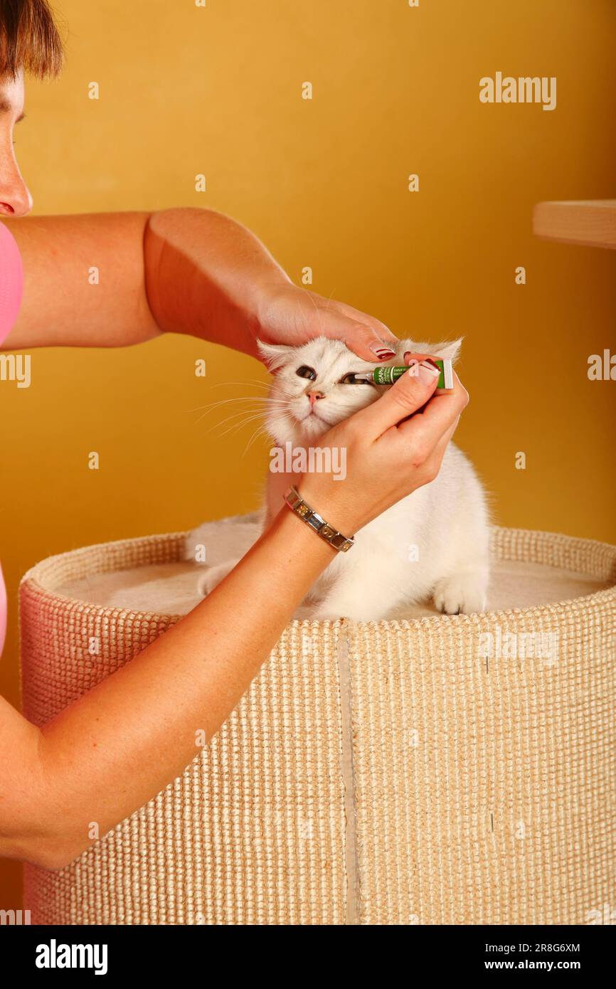 Woman and British shorthair cat, silvershaded, BKH, administer eye