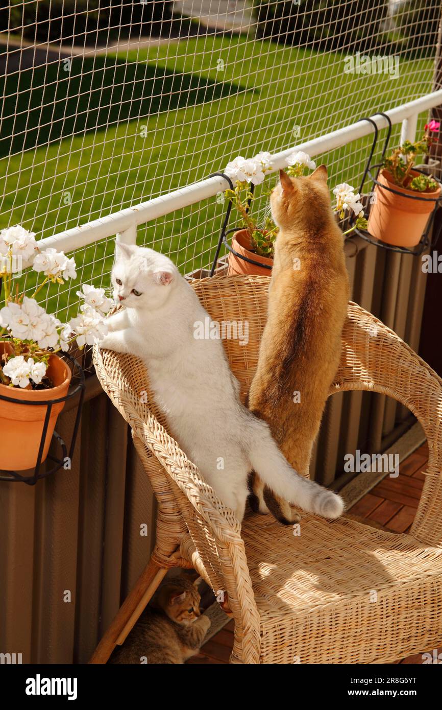 British Shorthair Cats, BKH, British Shorthair Cat, Balcony, Net, Fall